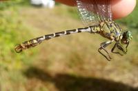 Onychogomphus forcipatus
