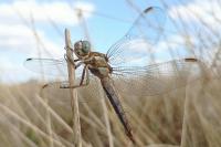 Orthetrum brunneum