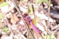 Trithemis annulata