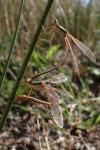 Lestes barbarus