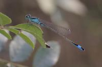 Ischnura elegans