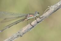 Chalcolestes viridis