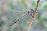 Chalcolestes viridis