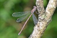 Chalcolestes viridis