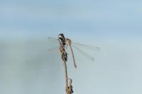Chalcolestes viridis