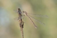 Chalcolestes viridis