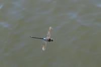 Anax parthenope