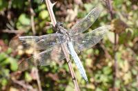 Orthetrum coerulescens