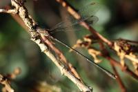 Chalcolestes viridis