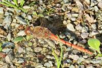 Sympetrum striolatum