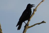 Corvus frugilegus