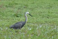 Egretta gularis x garzetta
