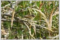 Phylloscopus collybita