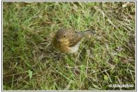 Erithacus rubecula