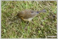 Erithacus rubecula