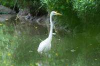 Ardea alba