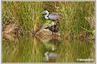 Ardea cinerea