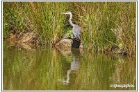 Ardea cinerea