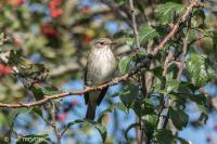 Muscicapa striata