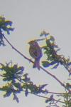 Emberiza calandra