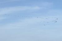 Grus grus