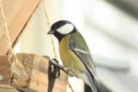 Parus major