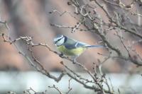 Cyanistes caeruleus
