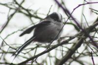 Aegithalos caudatus