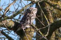 Athene noctua