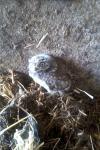 Athene noctua