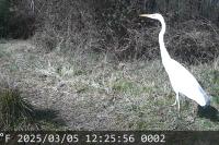 Ardea alba