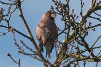 Coccothraustes coccothraustes