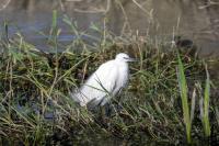 Egretta garzetta