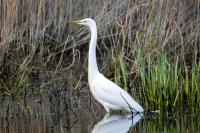 Ardea alba