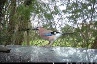 Garrulus glandarius