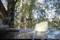 Cyanistes caeruleus