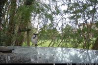 Passer domesticus
