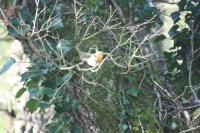 Erithacus rubecula