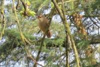Phylloscopus collybita