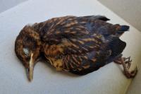 Turdus merula