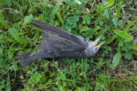 Turdus merula