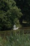 Ardea alba