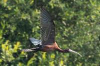 Plegadis falcinellus