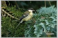 Parus major
