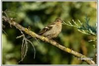 Fringilla coelebs