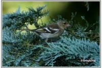 Fringilla coelebs