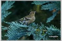 Fringilla coelebs