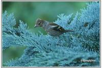 Fringilla coelebs