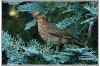 Turdus merula