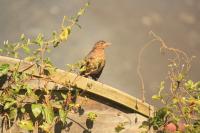Turdus merula